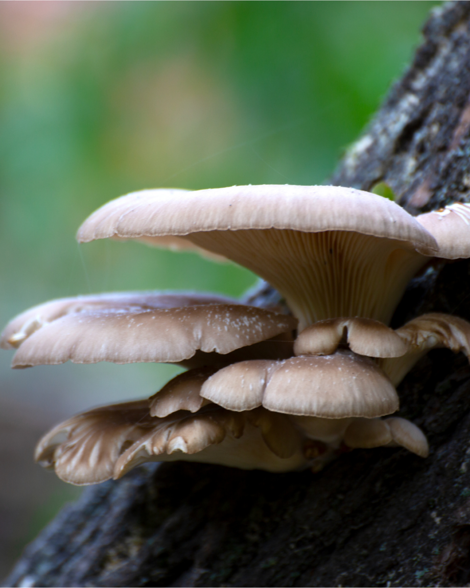 Fungus mushroom